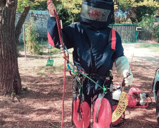 Abattage d’arbre : réglementation, sécurité et conseils d’un professionnel