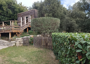 Comment préparer ses arbres avant les fortes chaleurs dans l’Hérault ?