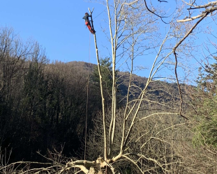 L’entretien de l’arbre après l’élagage : conseils essentiels pour une repousse saine