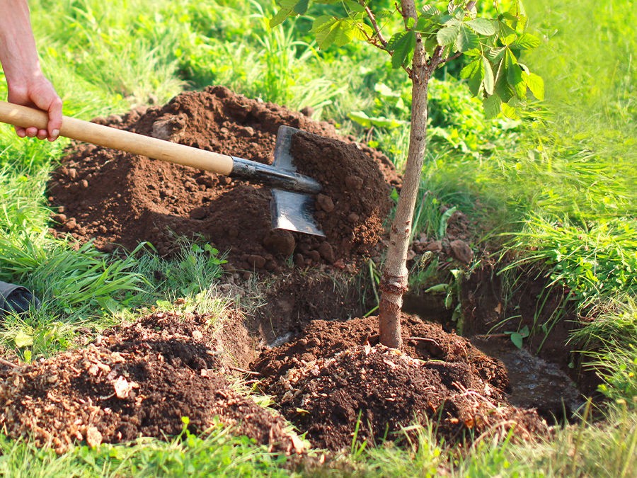 Plantation d'un jeune arbre en automne dans un jardin