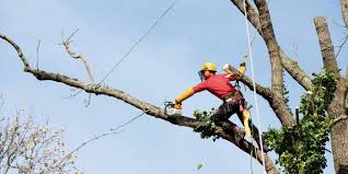 Comment choisir son élagueur ? 5 critères indispensables