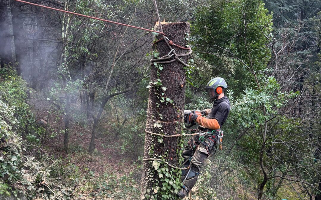 Quand élaguer un arbre ? Découvrez le meilleur moment en 2025 !
