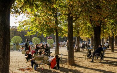 Taille et élagage en février : préparer la reprise végétative des arbres