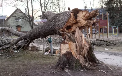 Élagage à Ganges : quand et pourquoi intervenir pour entretenir vos arbres ?