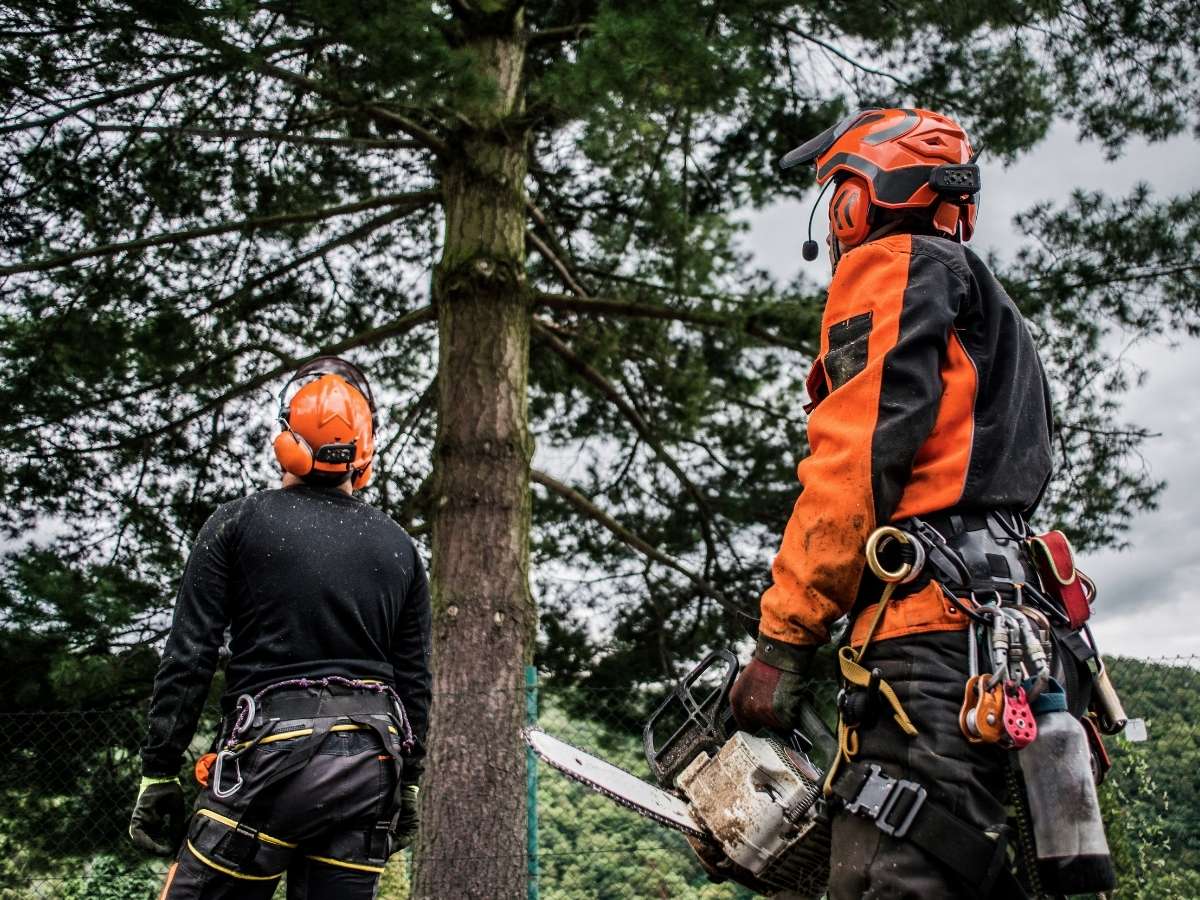 Arborist safety equipment tools