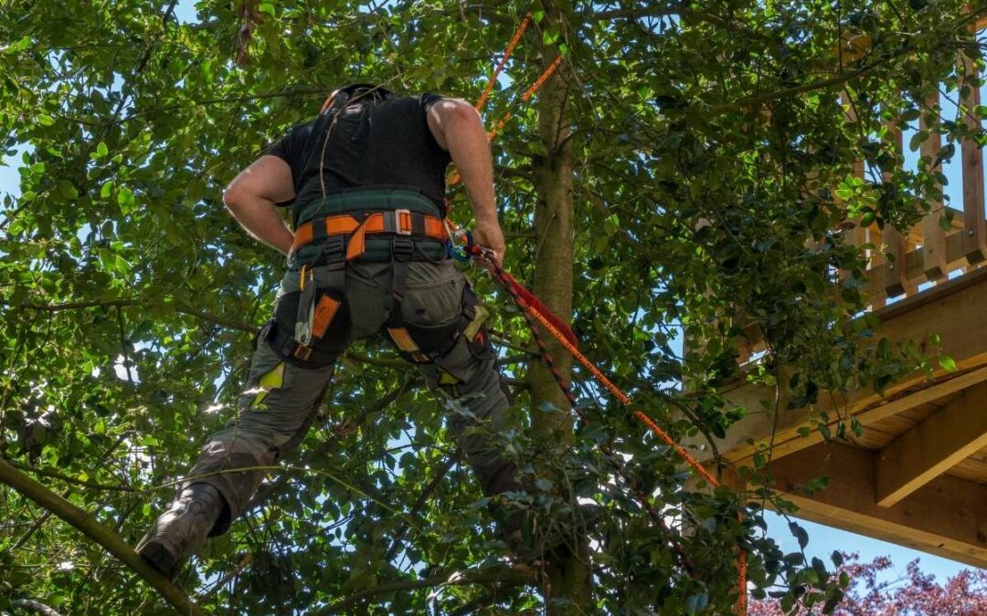 Quand faut-il abattre un arbre dangereux dans le secteur de Ganges ?