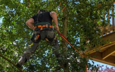 Quand faut-il abattre un arbre dangereux dans le secteur de Ganges ?