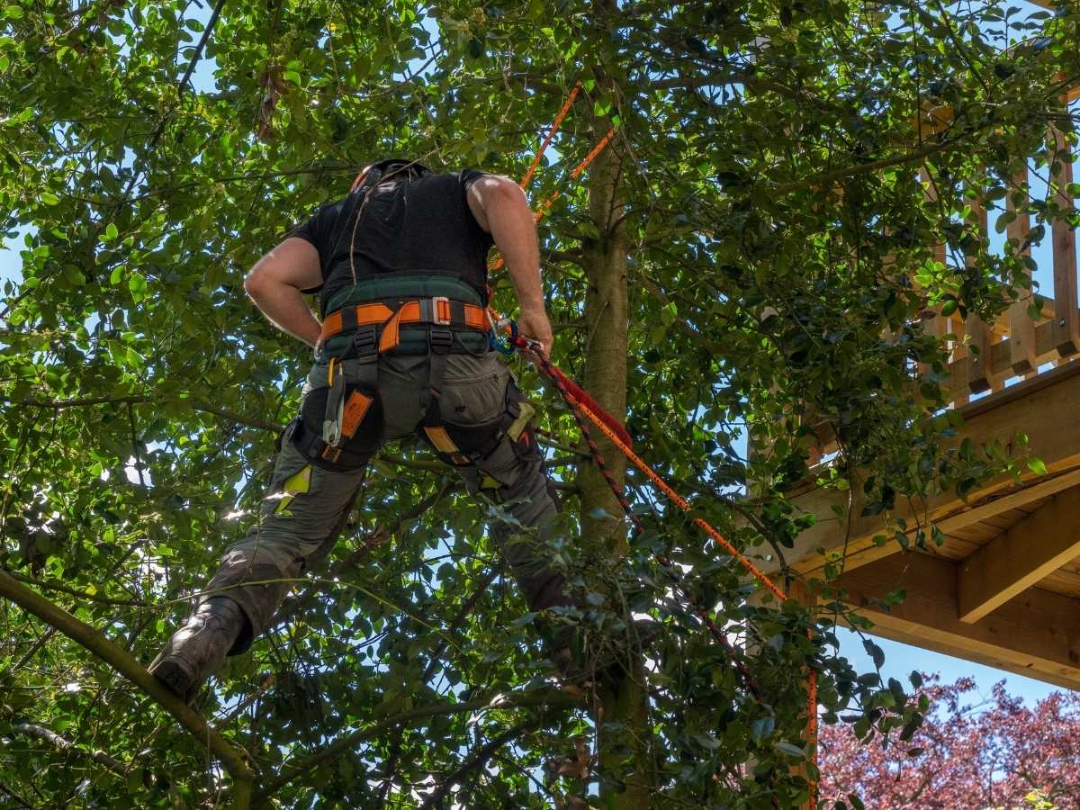Local arborist trimming trees in garden