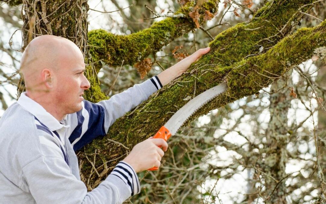 Taille de Printemps : Quels Arbres Élaguer en Mars dans l’Aude et l’Hérault ?